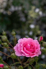 初夏の公園に咲くピンクのバラ
