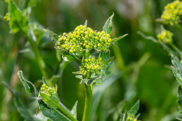 Lepidium draba, Cardaria draba, Hoary Cress, Brassicaceae. Wild plant shot in the spring