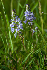 In the spring, Veronica prostrata blooms in the wild among grasses