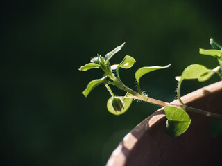 Close up of a plant
