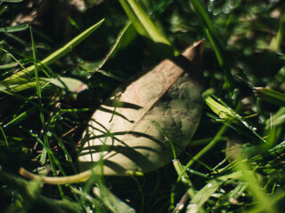 Leaf on the grass