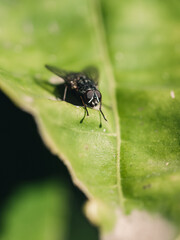 fly on a leaf