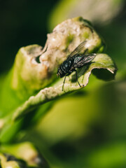 fly on a leaf