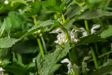 The blossoming dead nettle in sunny day a close up. Lamium album. Lamiaceae Family