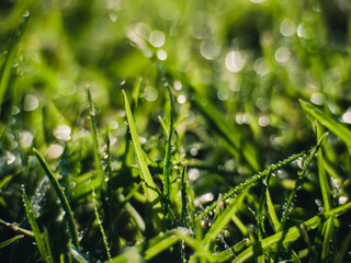 dew on grass