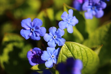 Ułudka wiosenna Omphalodes verna