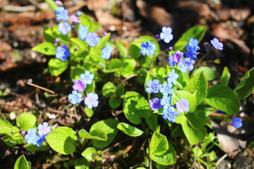 Ułudka wiosenna Omphalodes verna