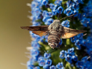 Hummingbird Hawk Moth - Taubenschwänzchen
(The Hummingbird Hawk Moth is not a hummingbird. - Der...