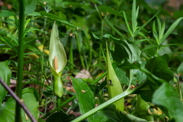 Arum maculatum in habitat. Aka snakeshead, adder's root, wild arum, arum lily, lords-and-ladies, devils and angels, cows and bulls, cuckoo-pint, Adam and Eve, bobbins and jack in the pulpit