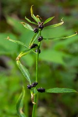 The bulbils of the coralroot, Cardamine bulbifera, in spring. In the spring forest, in the natural environment