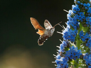 Hummingbird Hawk Moth - Taubenschwänzchen
(The Hummingbird Hawk Moth is not a hummingbird. - Der Kolibri-Hawk-Moth ist kein Kolibri.)