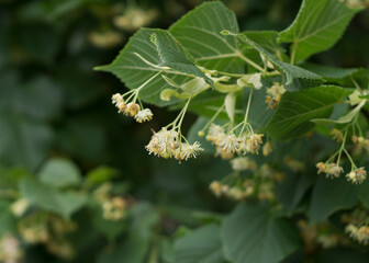 Lime yellow flower of Tilia cordata tree 2