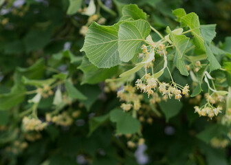 Lime yellow flower of Tilia cordata tree 4