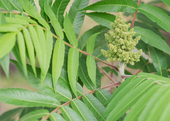 Vinegar tree. Ornamental plant sumac deer horn - vinegar tree.