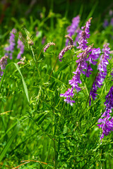Fragile purple flowers background. Woolly or Fodder Vetch, Vicia villos, blossom in spring garden