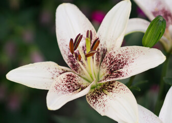 White lily flowers in the garden 2