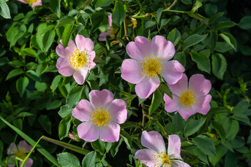 Dog rose Rosa canina light pink flowers in bloom on branches, beautiful wild flowering shrub, green leaves