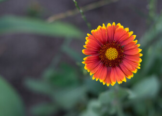 Yellow-red flower of gaillardia pulchella