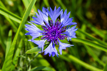 Cornflower, Centaurea cyanus, Asteraceae. Cornflower Herb or bachelor button flower in garden