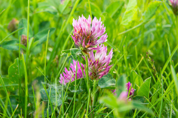 Dark pink flower. Red clover or Trifolium pratense inflorescence, close up. Purple meadow trefoil blossom with alternate, three leaflet leaves. Wild clover, flowering plant in the bean family Fabaceae