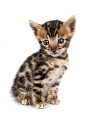 Obraz premium bengal kitten in studio