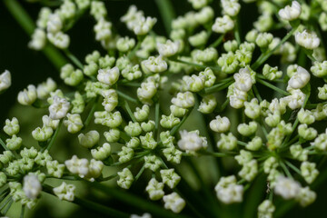 This photo shows white flowers anthriscus sylvestris on a dark background