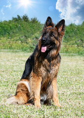 training of german shepherd