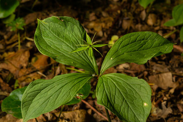 The poisonous plant herb Paris Paris quadrifolia flowering in spring outdoor