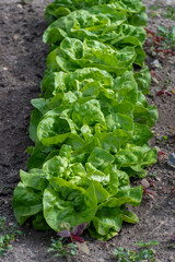 row of lettuce growing in a vegetable garden patch 