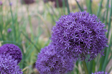 purple alium pompom flowers growing in a garden