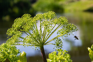 Medicinal, essential oil, honey, food plant - angelica archangelica grows in the wild