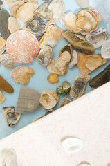 Summer background. Seashells in the water. Blank background for product demonstration