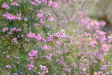 Obraz na płótnie Canvas flower of erica in full blooming