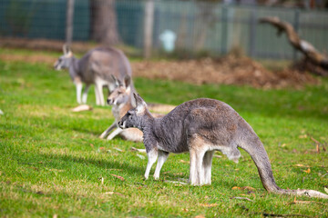 Naklejka na ściany i meble Red and grey Kangaroos at a wildlife conservation park near Adelaide, South Australia