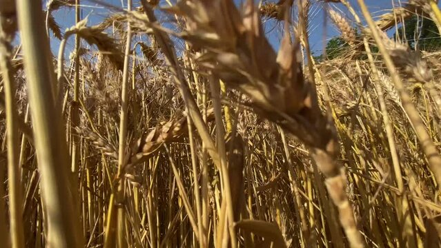 yellow ears of mature wheat sway in the wind with a blue sky background - concept for food crisis, agriculture, war in ukraine
