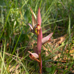 orchidea serapias parviflora