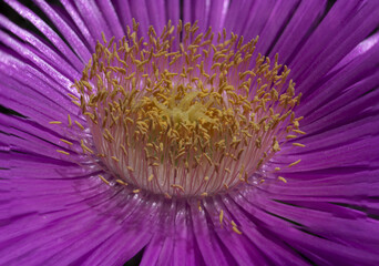 particolare di carpobrotus edulis