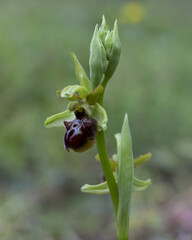 orchidea selvatica ophrys incubacea