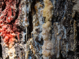 pine resin in a meadow