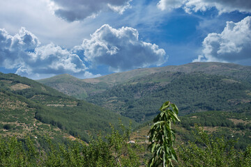 JERTE VALLEY, WONDERFUL IN SPRING, PICKED FROM THE FAMOUS JERTE CHERRY