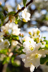 Obraz premium Beautiful Spring Nature background with Flowers Apple tree close up, soft focus. Branch with white Apple blossom on blurred garden background. Scenic natural Wallpaper or Web banner with copy space