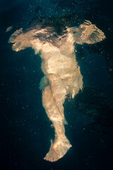 woman drowning in the sea. surreal image of a human figure submerged in the water between bubbles....