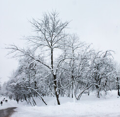 Fototapeta na wymiar Christmas and New Year. A big tree wrapped in Christmas snow