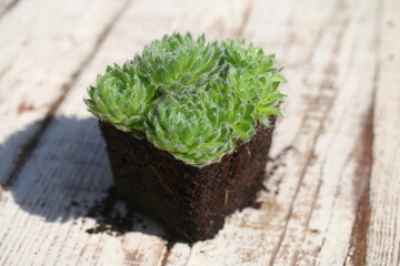 Fototapeta premium Sempervivum ciliosum Rojnik wełnisty succulent
