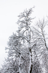 Christmas and New Year. A tall pyramid tree wrapped in snow.