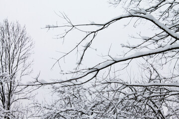 Christmas and New Year. Beautiful branches covered with snow are pacified and calm.