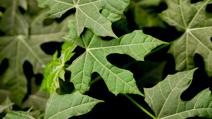 green chaya leaves. tropical plants dark nature background.