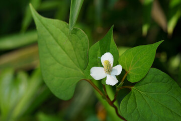 Fototapeta premium 解毒作用のあるドクダミ