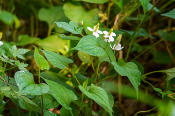解毒作用のあるドクダミ