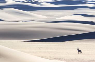 oryx in the sand dunes